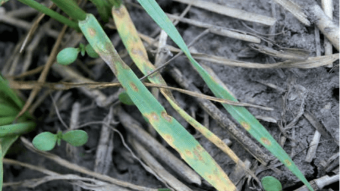 Гарантированная защита от листостебельных инфекций на поле