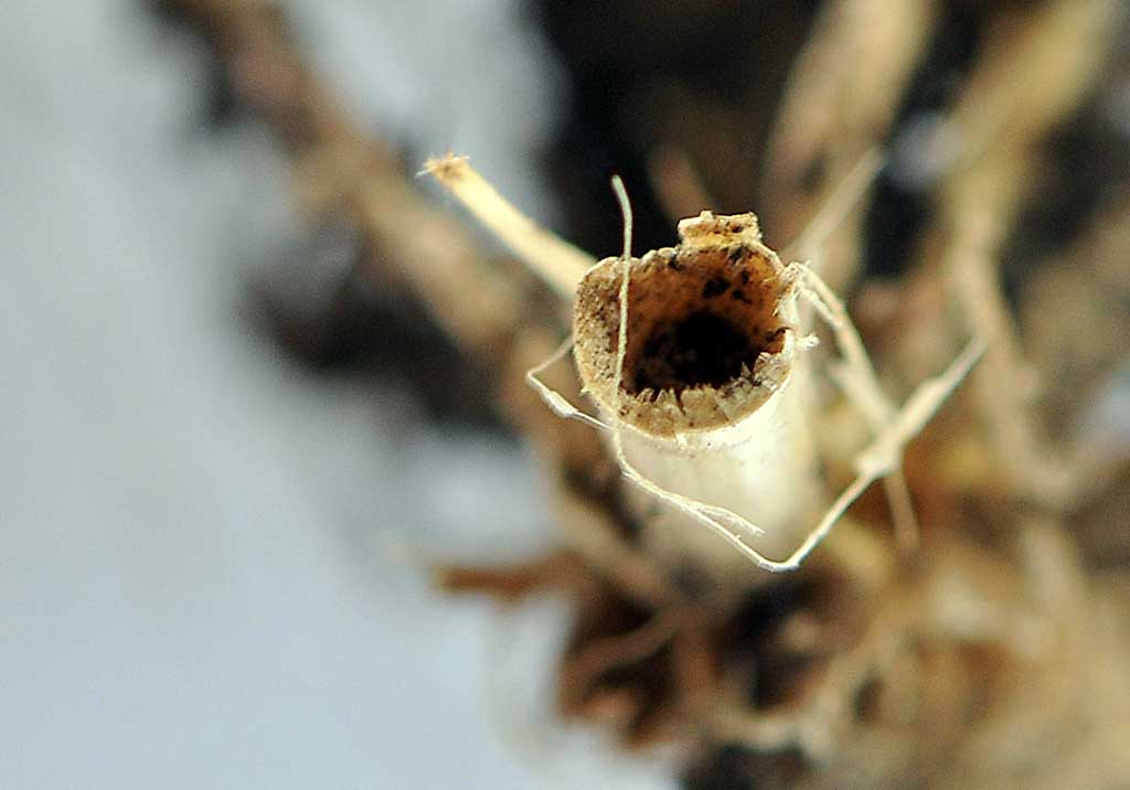 Обыкновенный хлебный пилильщик