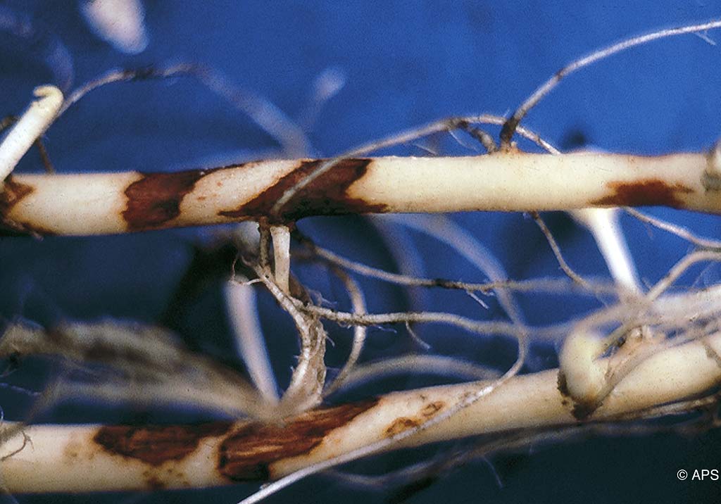 Ризоктониоз, или чёрная парша клубней