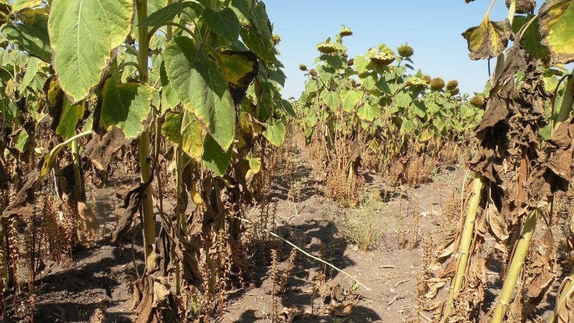 Избавляемся от заразихи с гарантией!