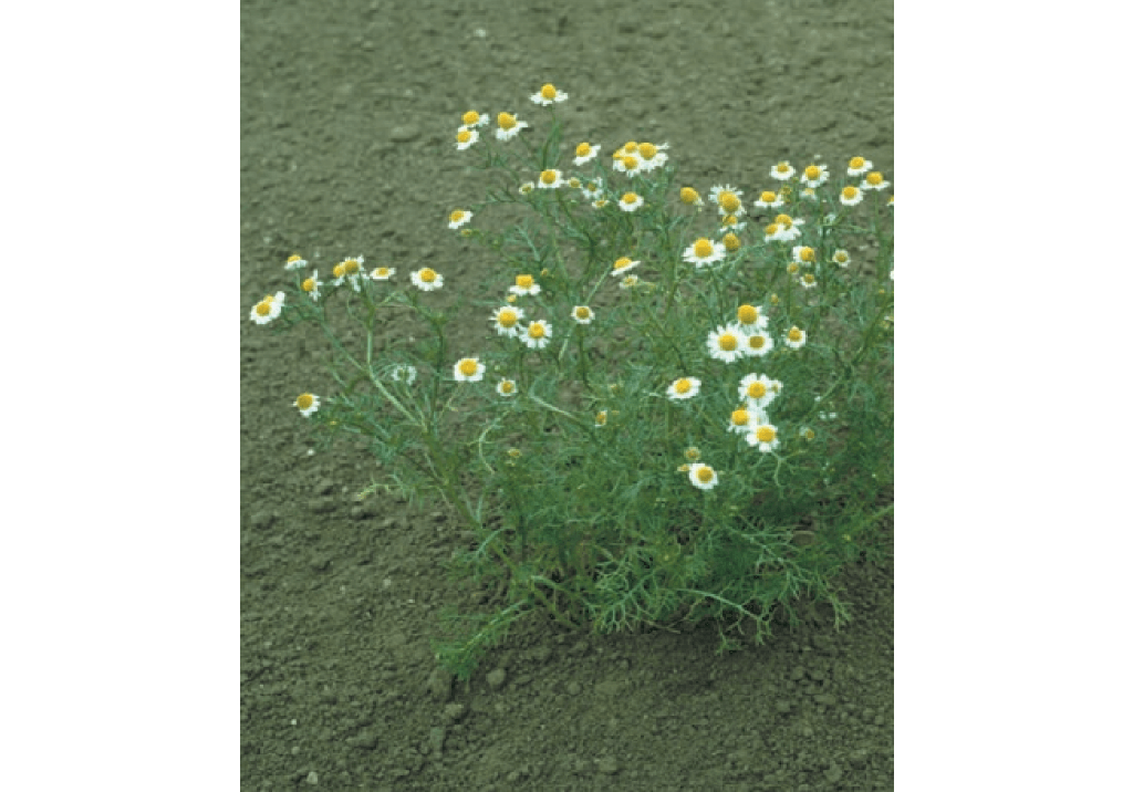 Ромашка лекарственная