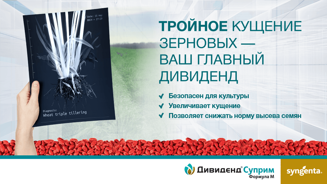 ДИВИДЕНД® СУПРИМ — экономичный инсектофунгицидный протравитель семян пшеницы