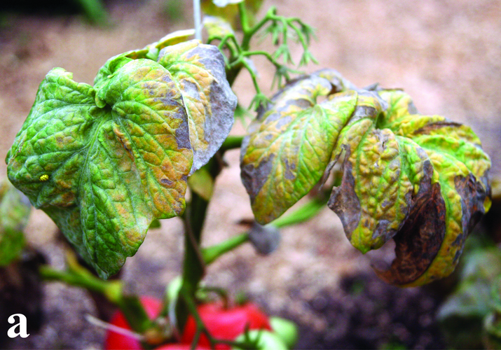 Мучнистая роса томата