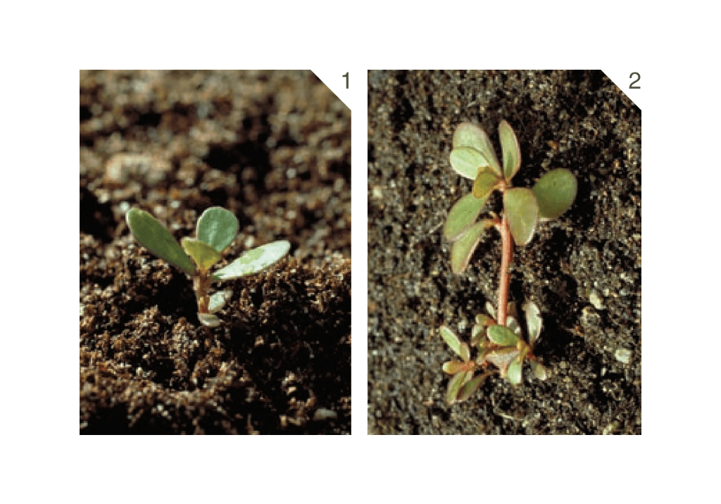 Портулак огородный