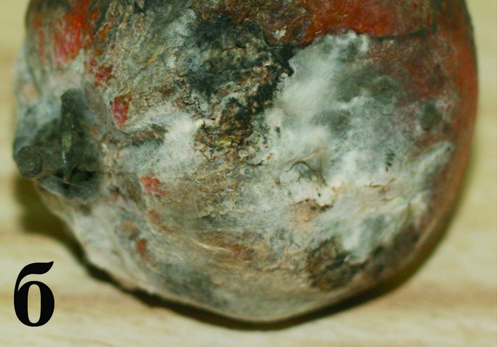 Головчатая плесень или мокрая ризопусная гниль плодов томата