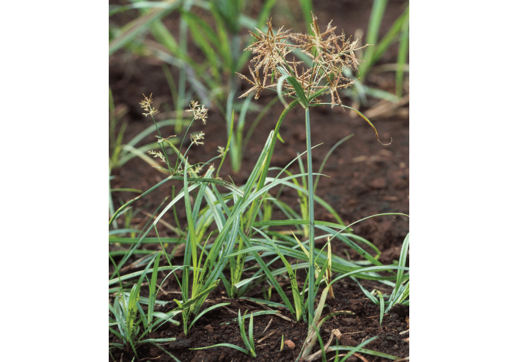 Сыть съедобная