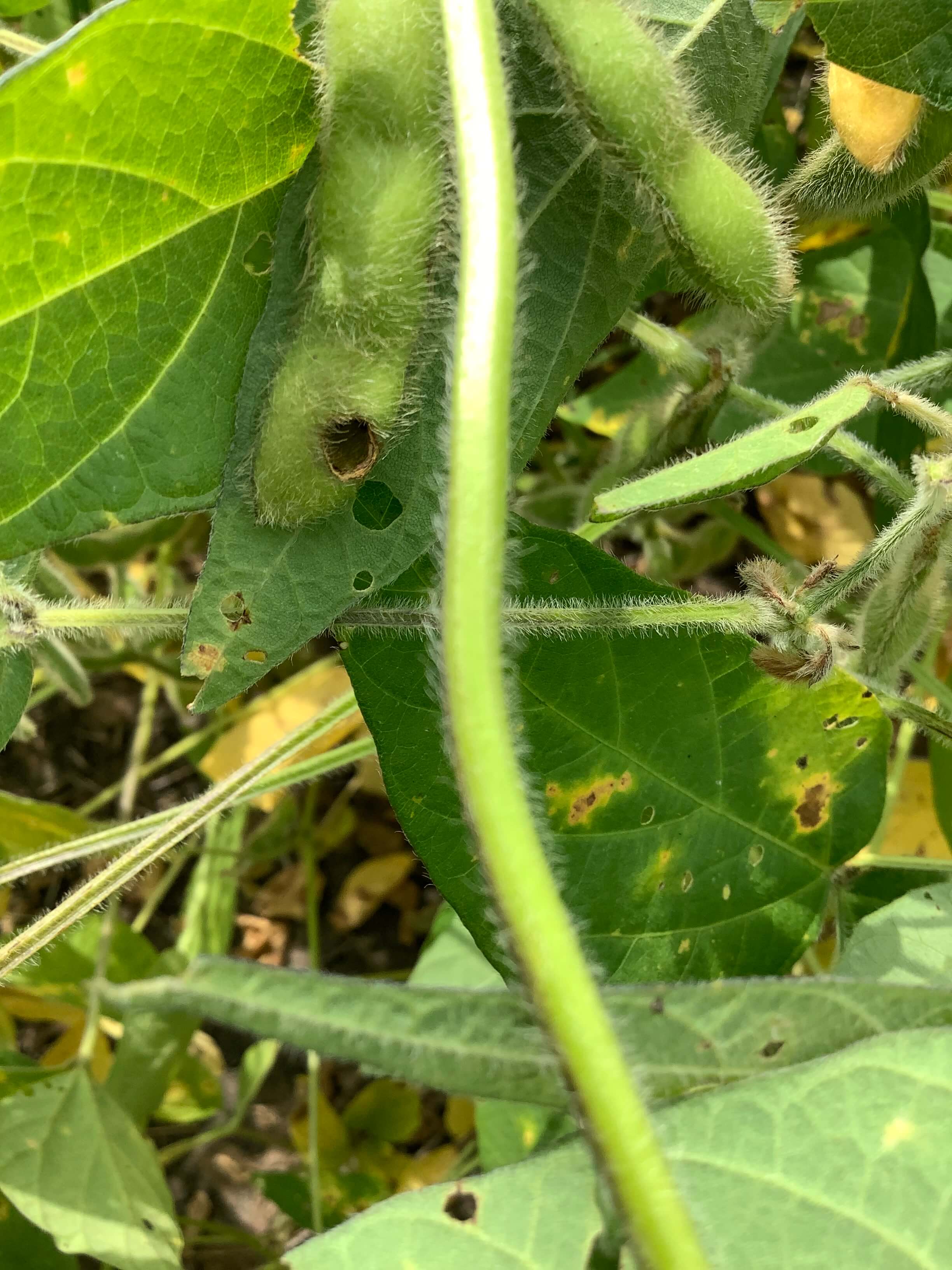 Листогрызущие совки