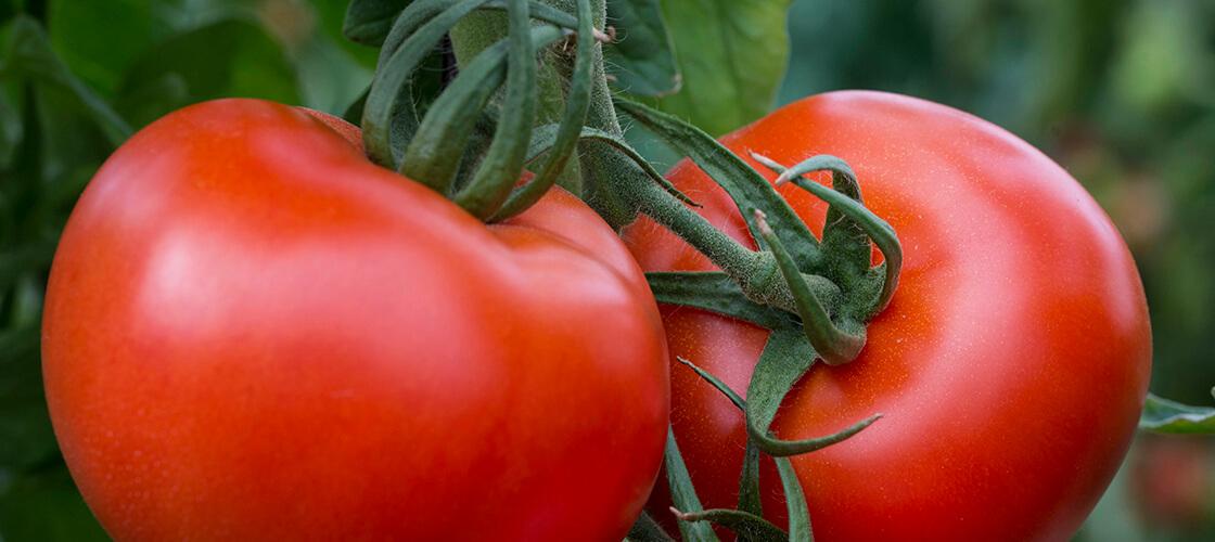 Вебинар «Как защитить томат и получить стабильный урожай»