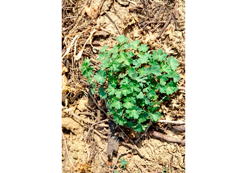 Герань мягкая