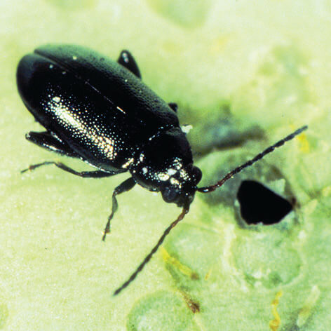 Крестоцветные блошки