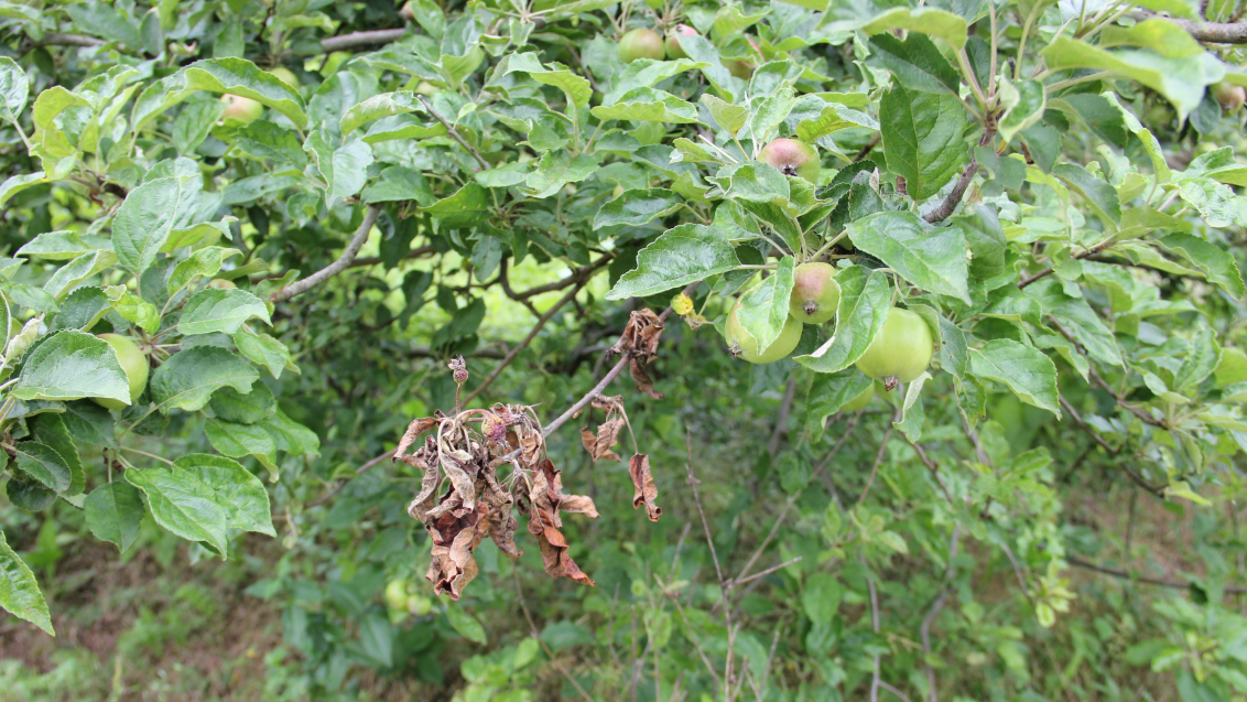 Монолиоз или плодовая гниль