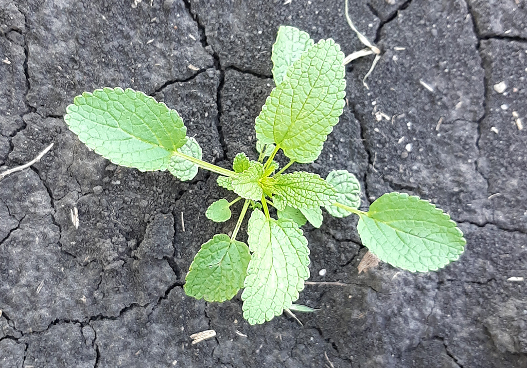 Яснотка стеблеобъемлющая