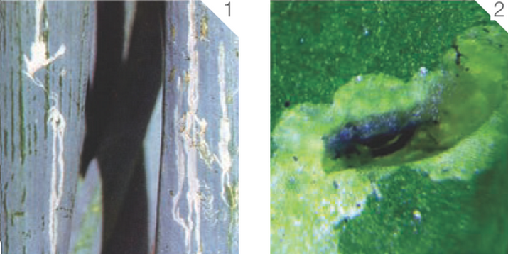 Минеры листовые