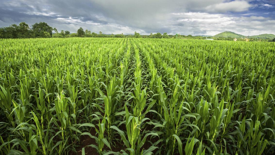 Пополнение в семействе АРТЕЗИАН™: гибрид кукурузы СИ Аквариус, фото