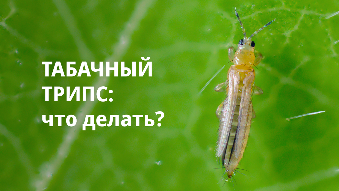 Табачный трипс на луке: что делать?