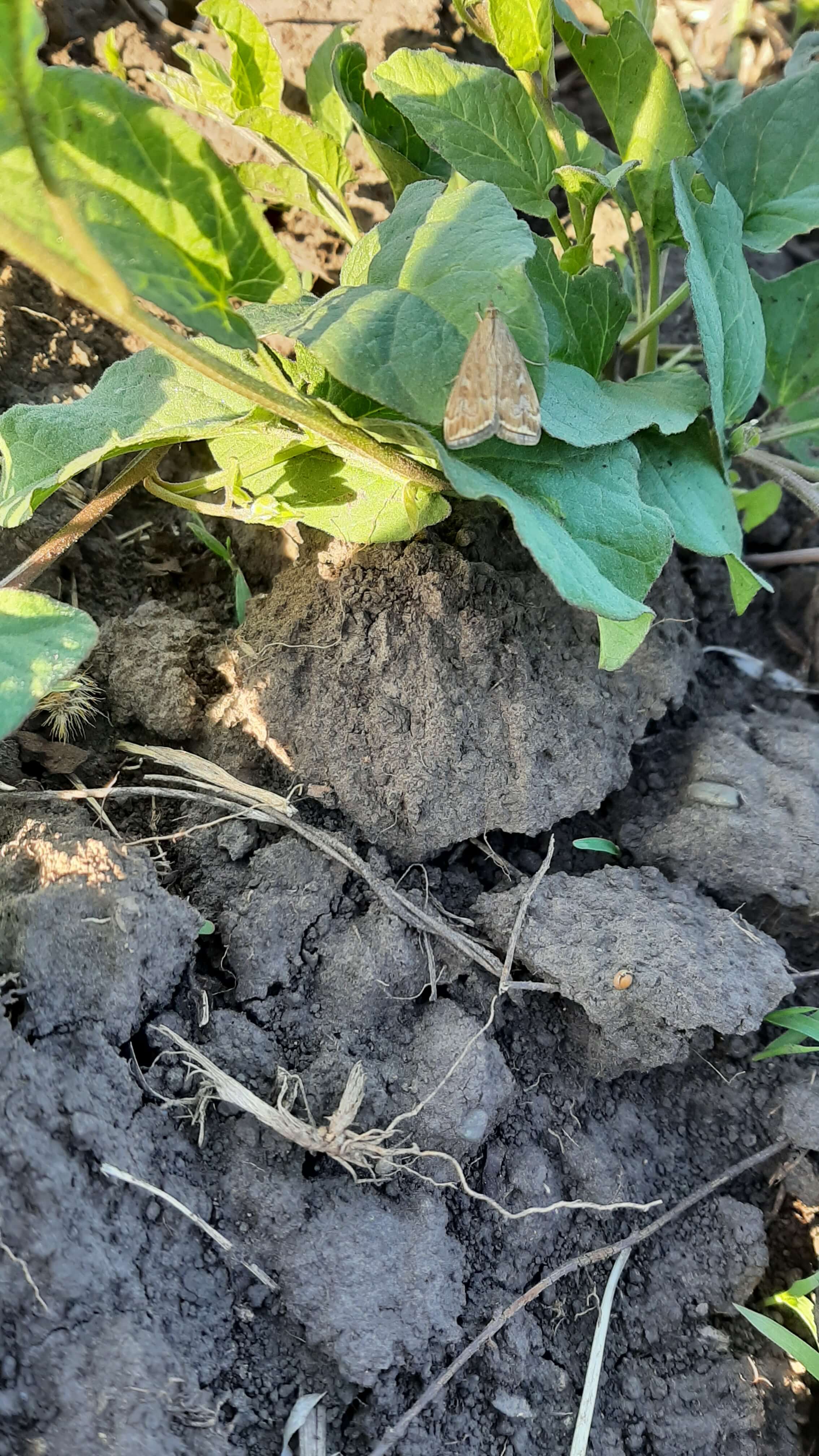 Луговой мотылек