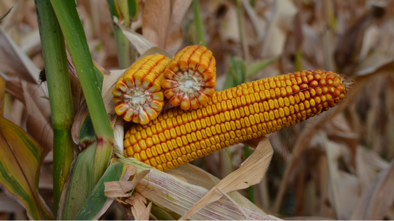 Гибриды кукурузы