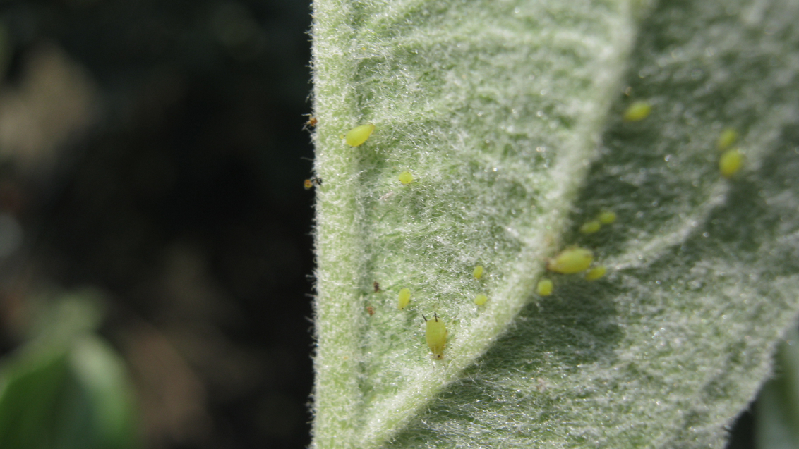 Зеленая яблонная тля