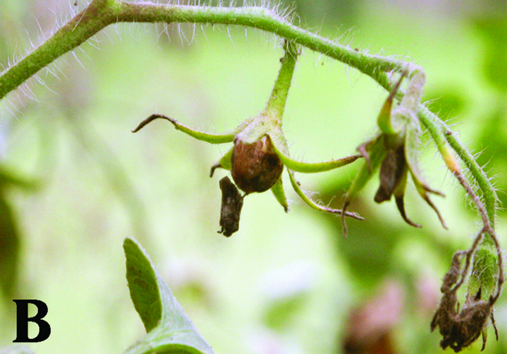 Оливковая (бурая) пятнистость, или кладоспориоз