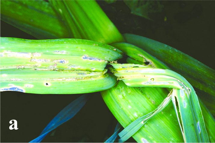 Моль луковая