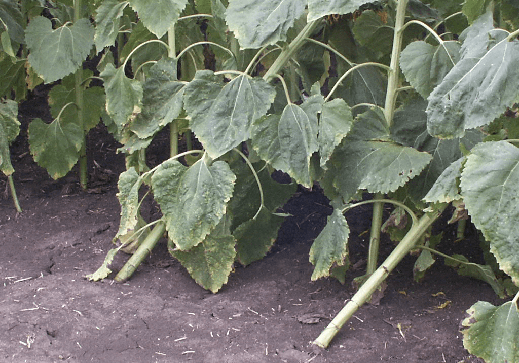 Альтернариоз (темно-бурая пятнистость) подсолнечника