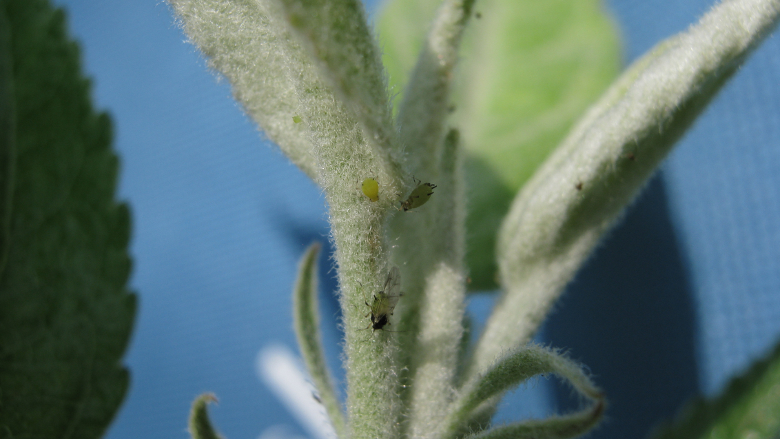 Зеленая яблонная тля