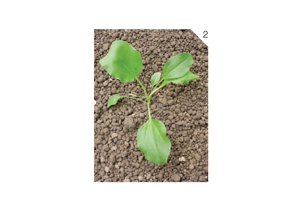 Подорожник большой