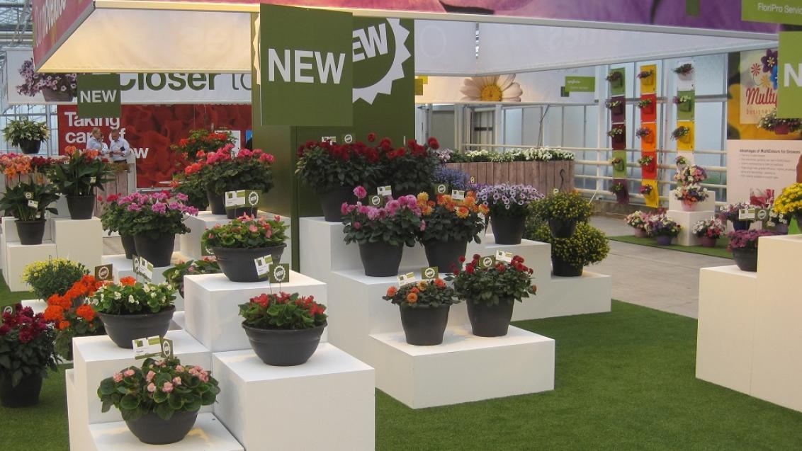 Приезжайте в Голландию посмотреть прекрасные цветы!