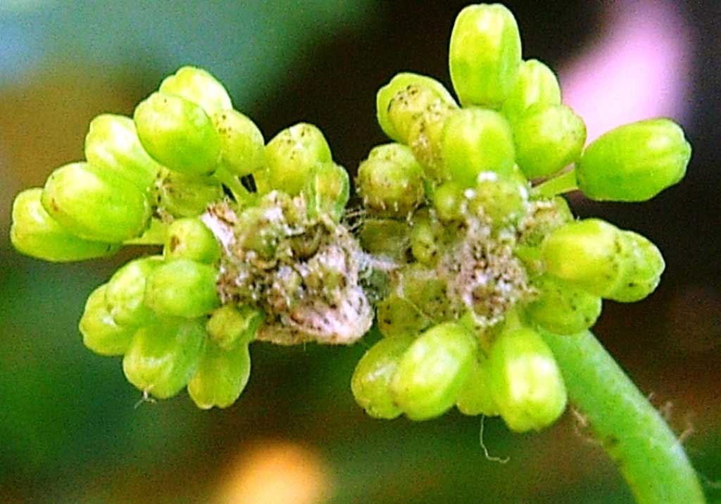 Милдью (ложная мучнистая роса винограда)