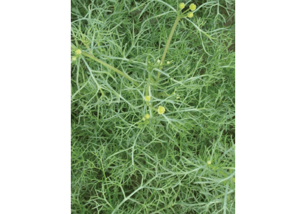 Ромашка пахучая