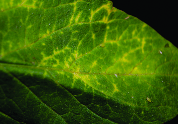 Тля картофельная (обыкновенная и большая)