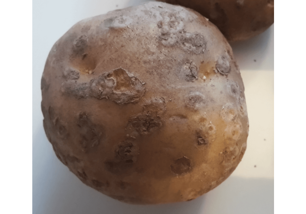 Парша порошистая