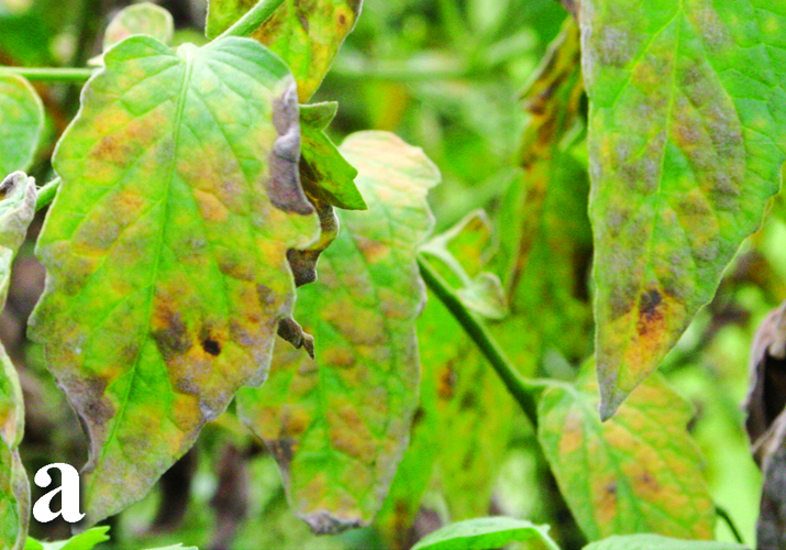 Оливковая (бурая) пятнистость, или кладоспориоз