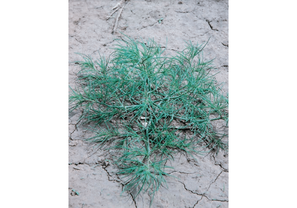 Курай обыкновенный / Солянка калийная