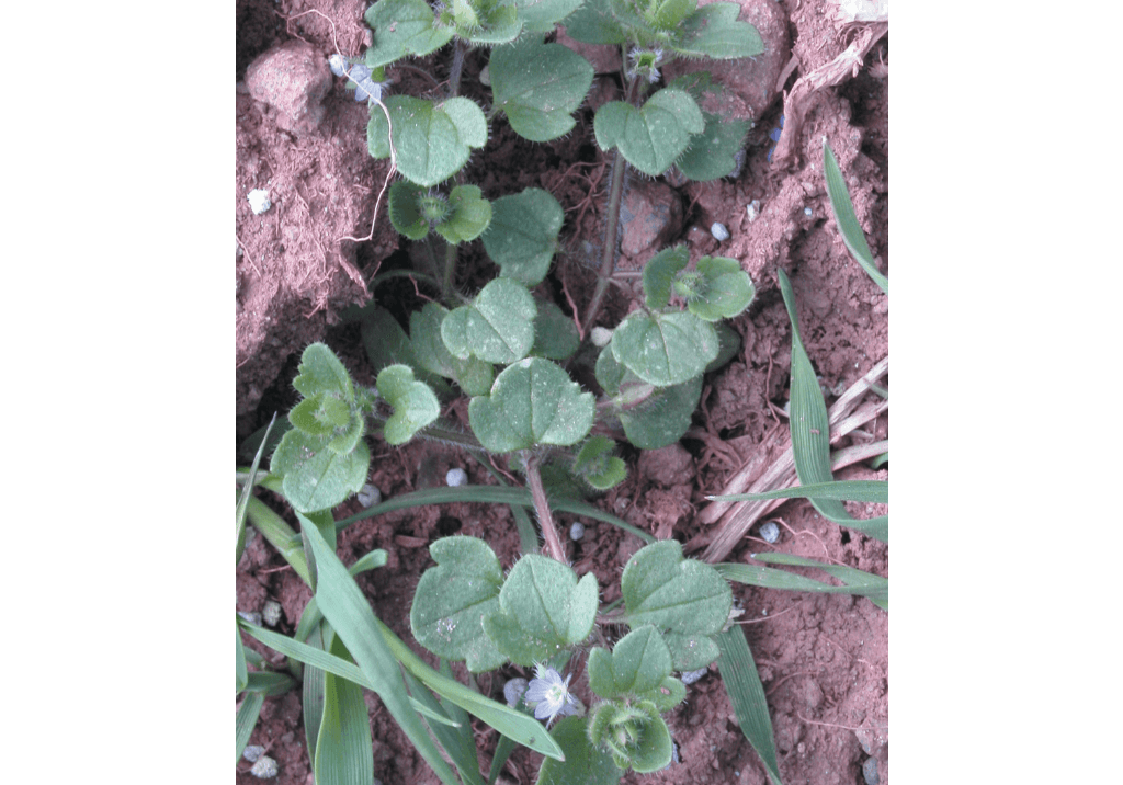 Вероника плющелистная