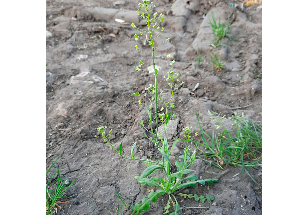 Пастушья сумка обыкновенная