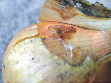 Мягкая или мокрая бактериальная гниль лука