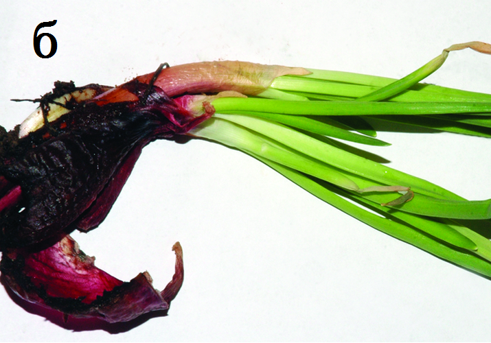 Клещ корневой луковый