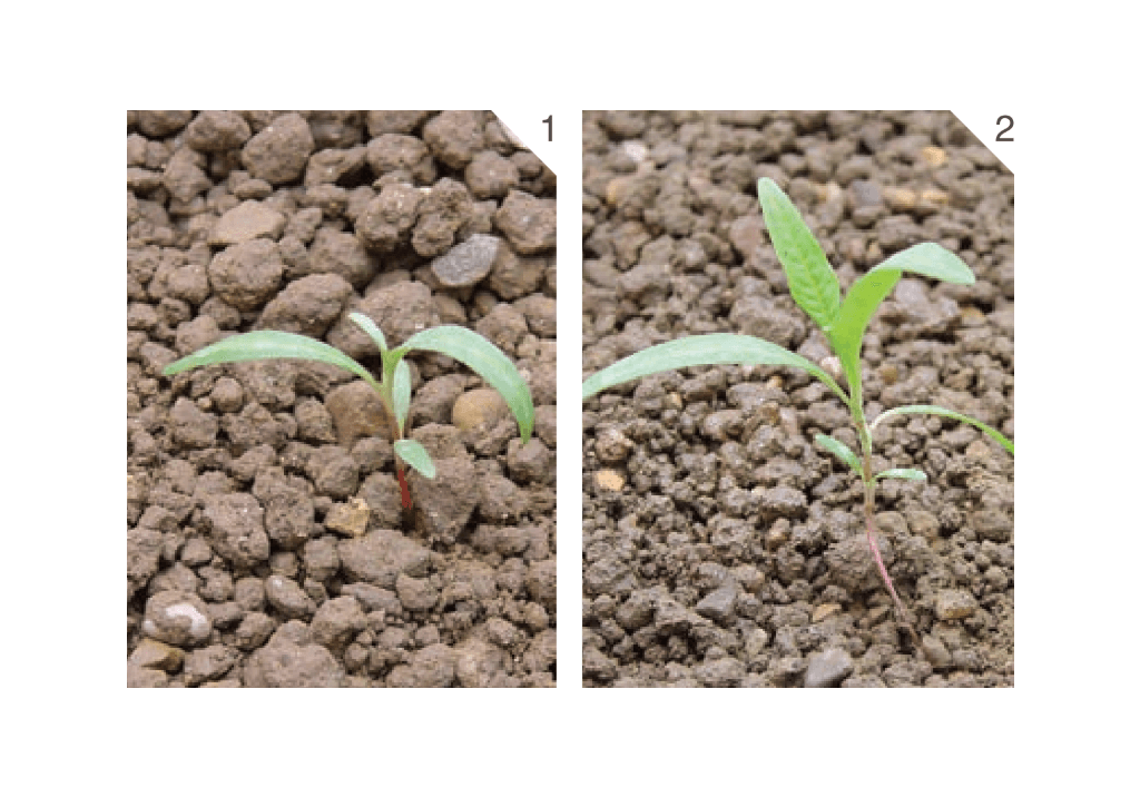 Персикария щавелелистная / Горец щавелелистный