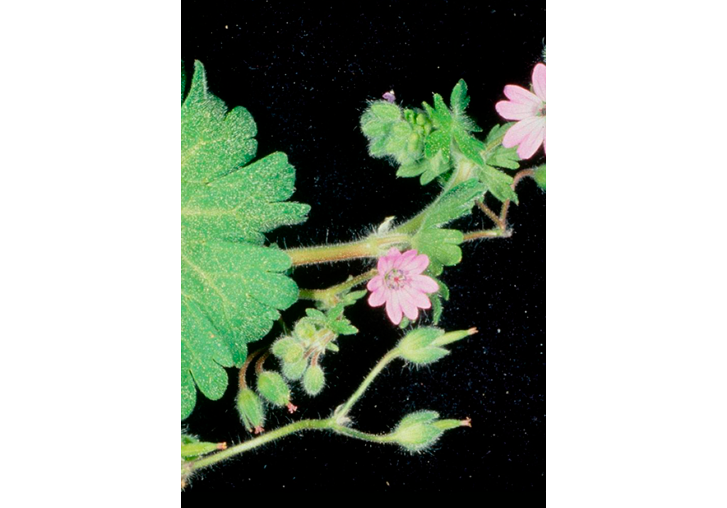 Герань мягкая