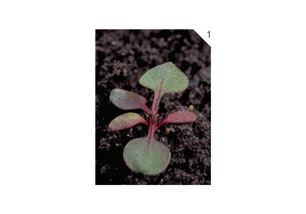 Щавель воробьиный / Щавелек