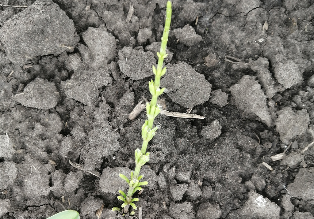 Хвощ полевой