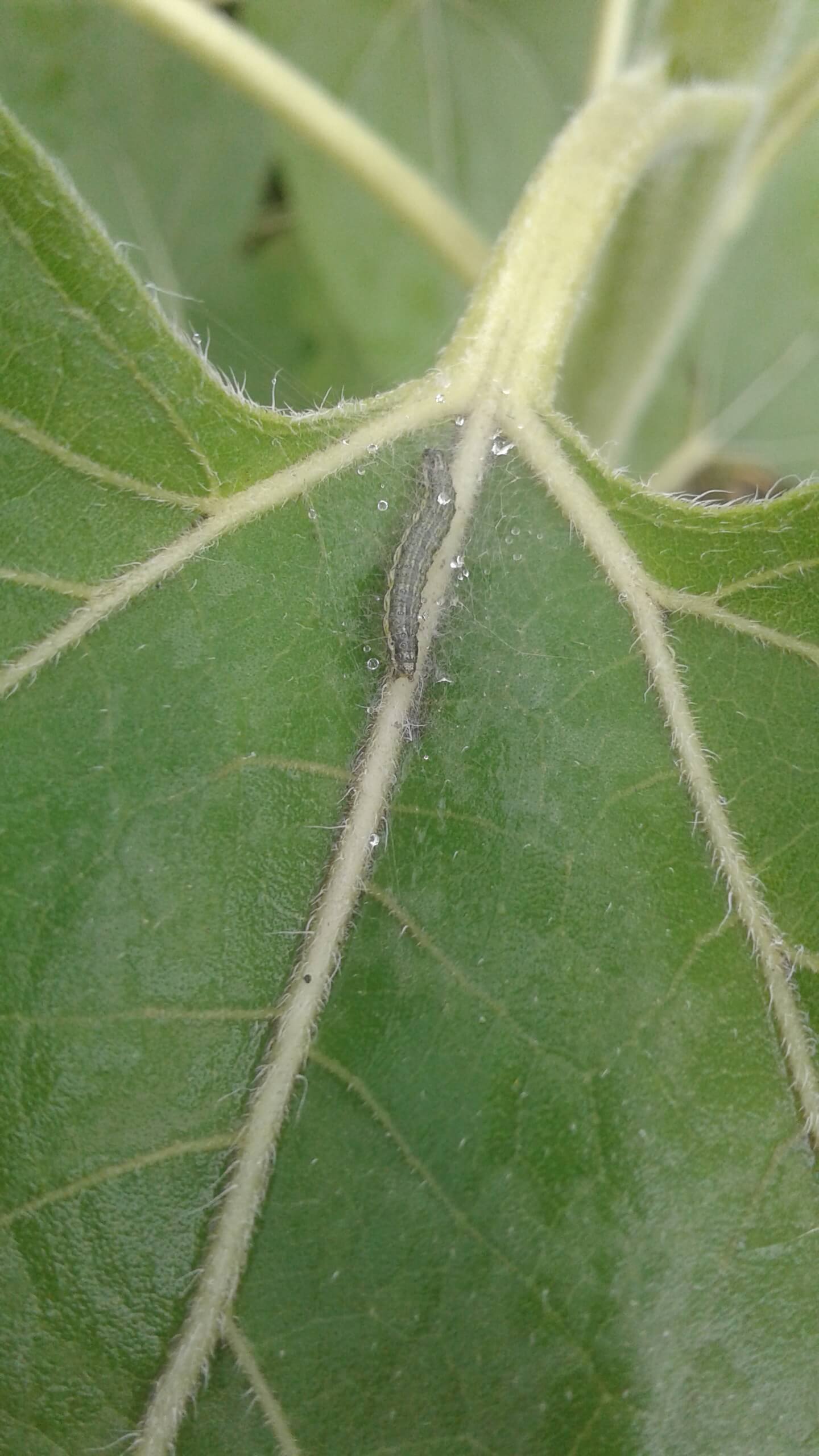 Луговой мотылек