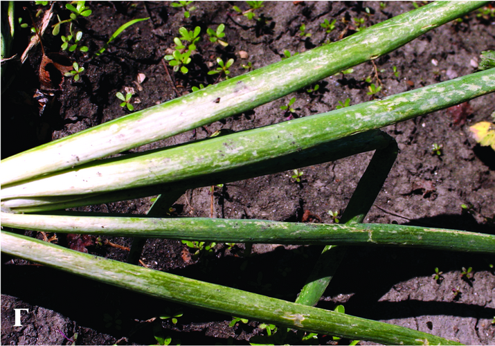 Трипс табачный или луковый