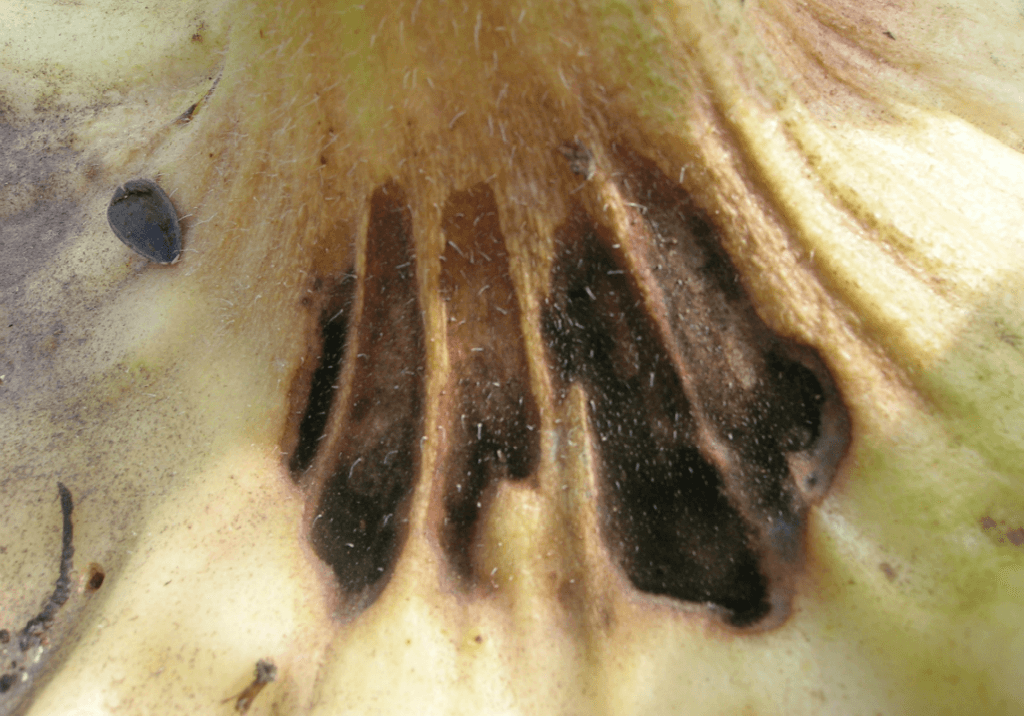 Альтернариоз (темно-бурая пятнистость) подсолнечника