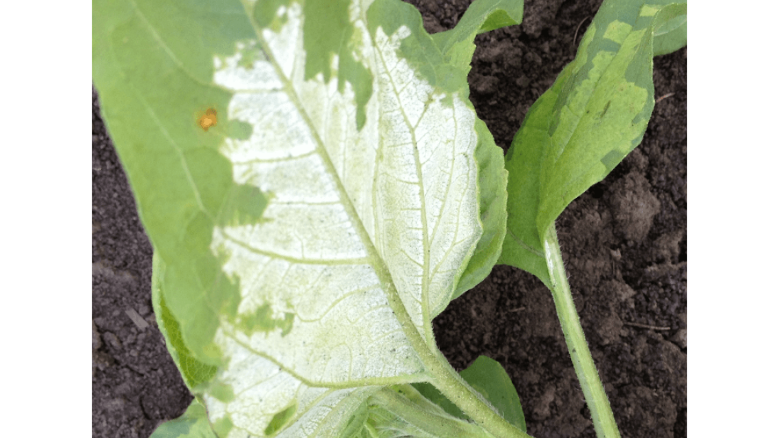 Ложная мучнистая роса (пероноспороз)