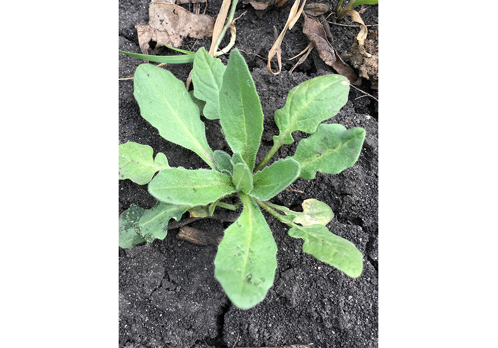 Гулявник Лёзеля