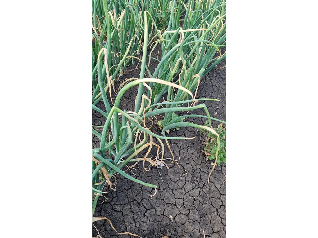 Ложная мучнистая роса,  или пероноспороз лука