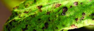 Y-вирус картофеля на томате