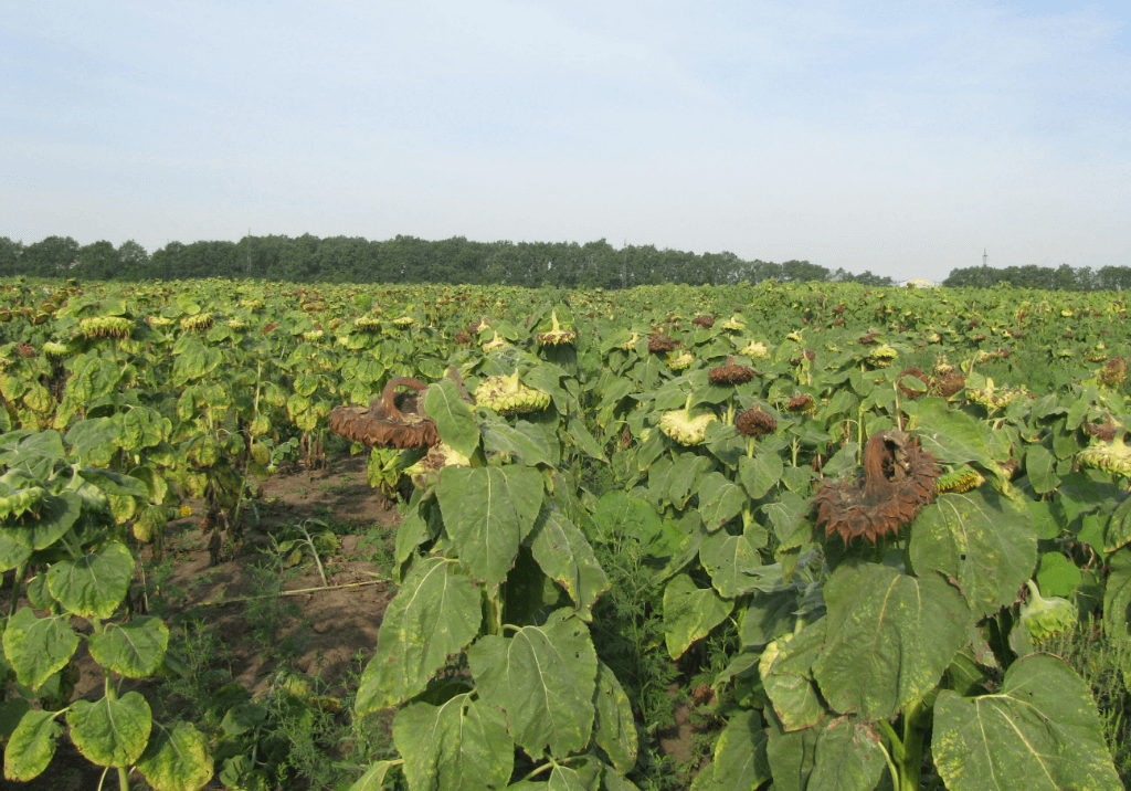 Сухая гниль подсолнечника